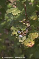 Flora-Strauch-Stachelbeere-20050807-10.jpg