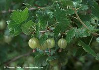 Dateiname=Flora-Strauch-Stachelbeere-20090711-33.jpg
Dateigröße=168KB
Abmessungen: 720x508
hinzugefügt am: 02. April 2014 Flora-Strauch-Stachelbeere-20090711-33.jpg