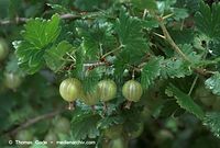 Dateiname=Flora-Strauch-Stachelbeere-20090711-34.jpg
Dateigröße=171KB
Abmessungen: 720x487
hinzugefügt am: 02. April 2014 Flora-Strauch-Stachelbeere-20090711-34.jpg