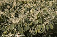 Flora-Strauch-Staudenknoeterich-20060924-030.jpg