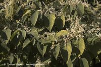 Flora-Strauch-Staudenknoeterich-20060924-032.jpg