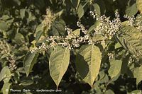 Flora-Strauch-Staudenknoeterich-20060924-033.jpg