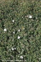Flora-Strauch-Strauch-Spiere-20070422-52.jpg