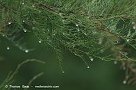 Flora-Strauch-Tamarisken-20110704-050.jpg