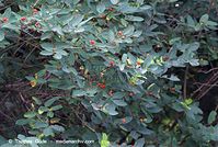 Flora-Strauch-Tatarische-Heckenkirsche-20070606-128.jpg