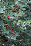 Flora-Strauch-Tatarische-Heckenkirsche-20070606-129.jpg