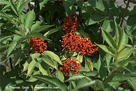 Flora-Strauch-Traubenholunder-20090621-47.jpg