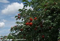 Flora-Strauch-Traubenholunder-20090621-51.jpg