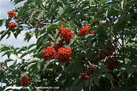 Flora-Strauch-Traubenholunder-20090621-52.jpg