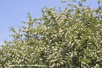Flora-Strauch-Traubenkirsche-20070422-130.jpg