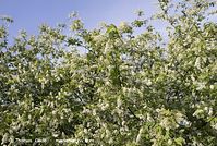 Flora-Strauch-Traubenkirsche-20070422-134.jpg