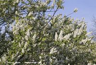 Flora-Strauch-Traubenkirsche-20070422-135.jpg
