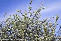Flora-Strauch-Traubenkirsche-20070422-136.jpg