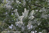 Flora-Strauch-Traubenkirsche-20070422-157.jpg