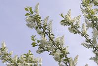 Flora-Strauch-Traubenkirsche-20070422-158.jpg