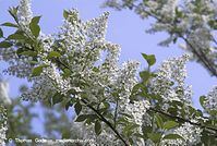 Flora-Strauch-Traubenkirsche-20070422-159.jpg