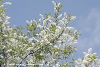 Flora-Strauch-Traubenkirsche-20070501-57.jpg