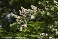 Flora-Strauch-Traubenkirsche-20070501-68.jpg