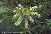 Flora-Strauch-Traubenkirsche-20070517-60.jpg