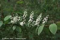 Flora-Strauch-Traubenkirsche-20100420-037.jpg