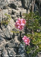 Flora-Strauch-Trompetenwein-200011-58.jpg