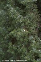 Flora-Strauch-Wacholder-20060821-31.jpg