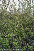 Flora-Strauch-Wei-20020421-31.jpg