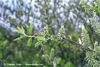Flora-Strauch-Weide-20020421-30.jpg