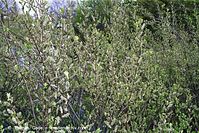 Flora-Strauch-Weide-20020421-32.jpg