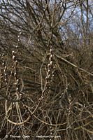 Flora-Strauch-Weide-20060305-13.jpg