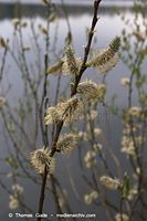 Flora-Strauch-Weide-20060423-03.jpg