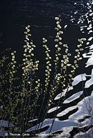 Flora-Strauch-Weide-20070401-06.jpg