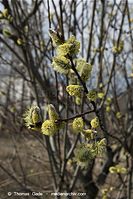 Flora-Strauch-Weide-20090329-45.jpg