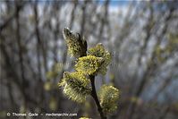 Flora-Strauch-Weide-20090329-48.jpg