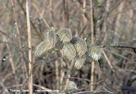 Flora-Strauch-Weide-20090410-68.jpg