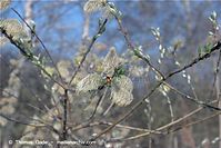 Flora-Strauch-Weide-20090410-69.jpg