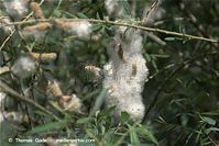 Flora-Strauch-Weide-20090502-28.jpg