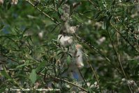 Flora-Strauch-Weide-20090502-30.jpg