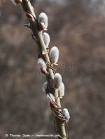 Flora-Strauch-Weide-20100318-0010.jpg