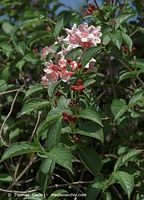 Flora-Strauch-Weigelien-20090510-01.jpg