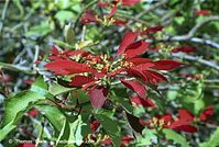 Dateiname=Flora-Strauch-Weihnachtsstern-200202-11.jpg
Dateigröße=222KB
Abmessungen: 720x485
hinzugefügt am: 02. April 2014 Flora-Strauch-Weihnachtsstern-200202-11.jpg