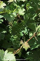 Flora-Strauch-Weinrebe-20090711-57.jpg