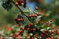 Flora-Strauch-Weissdorn-1994-036.jpg