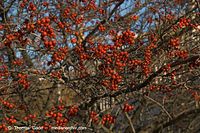 Flora-Strauch-Weissdorn-20051106-05.jpg