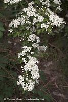 Flora-Strauch-Weissdorn-20060514-14.jpg