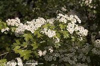 Dateiname=Flora-Strauch-Weissdorn-20060514-17.jpg
Dateigröße=189KB
Abmessungen: 720x480
hinzugefügt am: 01. April 2014 Flora-Strauch-Weissdorn-20060514-17.jpg