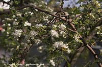 Dateiname=Flora-Strauch-Weissdorn-20060514-19.jpg
Dateigröße=200KB
Abmessungen: 720x480
hinzugefügt am: 01. April 2014 Flora-Strauch-Weissdorn-20060514-19.jpg