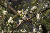 Dateiname=Flora-Strauch-Weissdorn-20060514-20.jpg
Dateigröße=189KB
Abmessungen: 720x480
hinzugefügt am: 01. April 2014 Flora-Strauch-Weissdorn-20060514-20.jpg