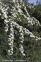 Dateiname=Flora-Strauch-Weissdorn-20070501-037.jpg
Dateigröße=275KB
Abmessungen: 484x720
hinzugefügt am: 01. April 2014 Flora-Strauch-Weissdorn-20070501-037.jpg
