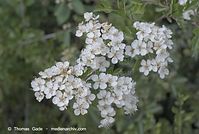 Dateiname=Flora-Strauch-Weissdorn-20070506-01.jpg
Dateigröße=164KB
Abmessungen: 720x484
hinzugefügt am: 01. April 2014 Flora-Strauch-Weissdorn-20070506-01.jpg